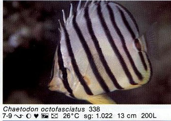 Chaetodon octofasciatus